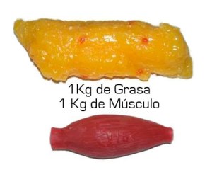 volumen-grasa-musculo1